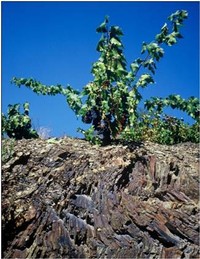 Old vine Garnacha vineyard, Priorat, Spain